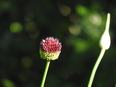 Allium sphaerocephalon