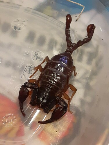 Photo of Western Forest Scorpion