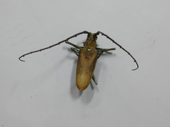 Batocera numitor