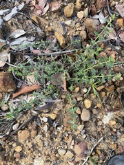 Gonocarpus teucrioides