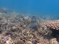 Plectropomus leopardus