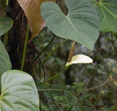 Anthurium monteverdense
