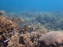 Plectropomus leopardus