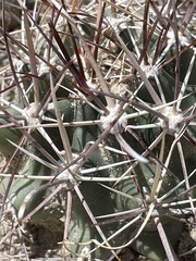 Sclerocactus cloverae