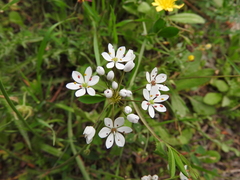 Allium subhirsutum