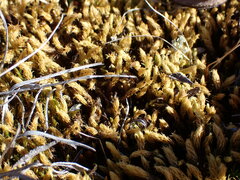 Aulacomnium palustre