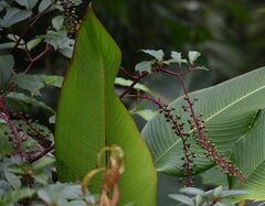 Phytolacca rivinoides