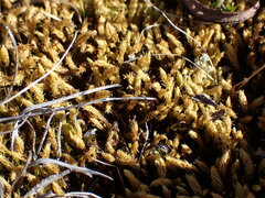 Aulacomnium palustre