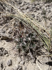 Sclerocactus cloverae