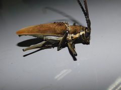 Batocera numitor