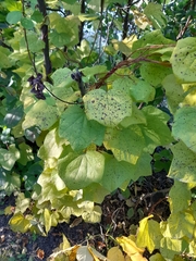 Menispermum canadense