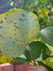 Menispermum canadense