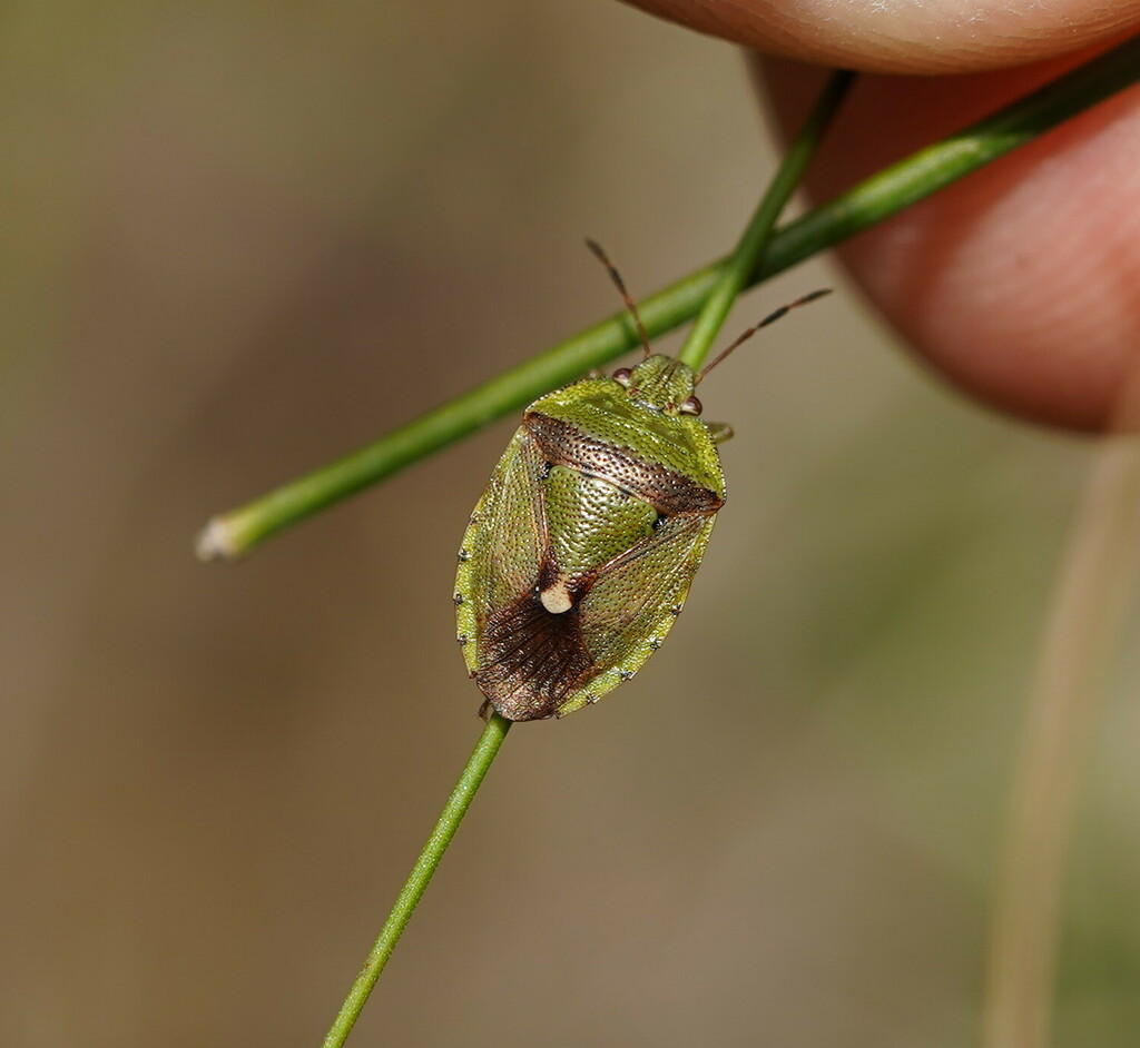Ocirrhoe wilsoni