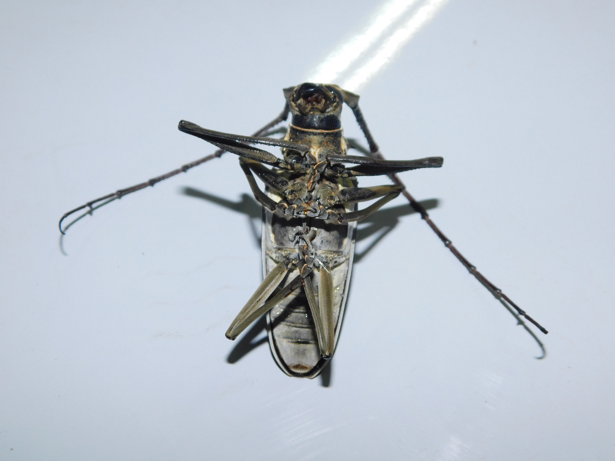 Batocera numitor Newman, 1842