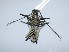 Batocera numitor
