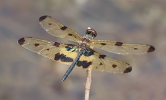 Rhyothemis variegata