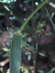 Anthoxanthum amarum