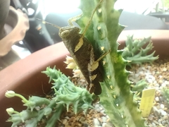 Catantopinae