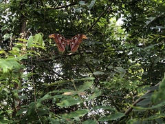 Attacus atlas