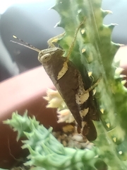 Catantopinae