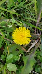 Taraxacum