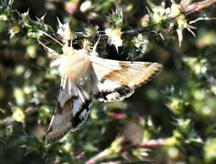 Heliothis phloxiphaga
