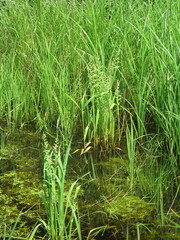 Beckmannia syzigachne