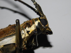 Batocera numitor