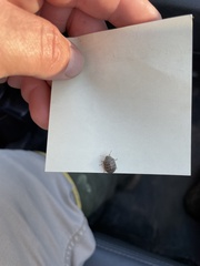 Diolcus chrysorrhoeus