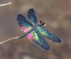 Rhyothemis plutonia