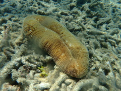 Ctenactis echinata