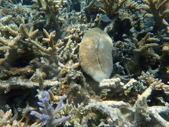 Ctenactis echinata