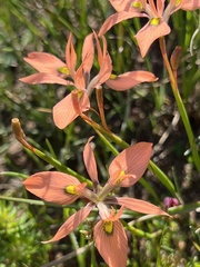 Moraea papilionacea