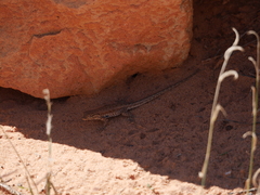 Uta stansburiana uniformis