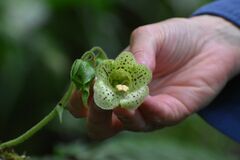 Kohleria