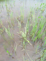 Beckmannia syzigachne