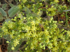 Asparagus acutifolius