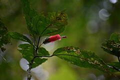 Malvaviscus arboreus