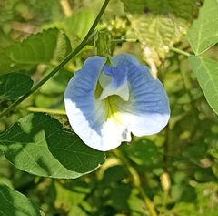Clitoria ternatea