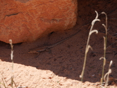 Uta stansburiana uniformis
