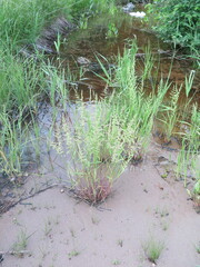 Beckmannia syzigachne