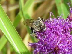 Melissodes denticulatus