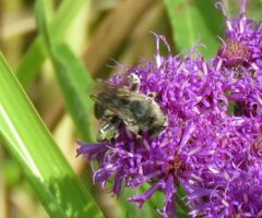 Melissodes denticulatus