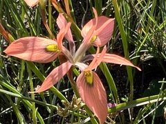 Moraea papilionacea