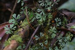 Elaphoglossum