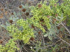 Asparagus acutifolius