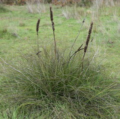 Xanthorrhoea minor lutea