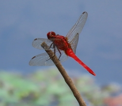 Rhodothemis rufa