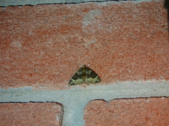 Ecliptopera silaceata