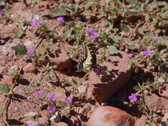 Papilio polyxenes rudkini